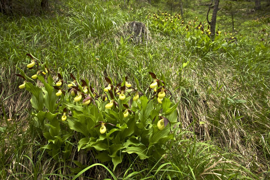 Cypripedium calceolus